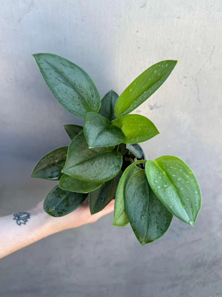 Scindapsus Treubii Moonlight Live Plant – Rare Silver-Green Houseplant – 4 inch Pot - Image 6