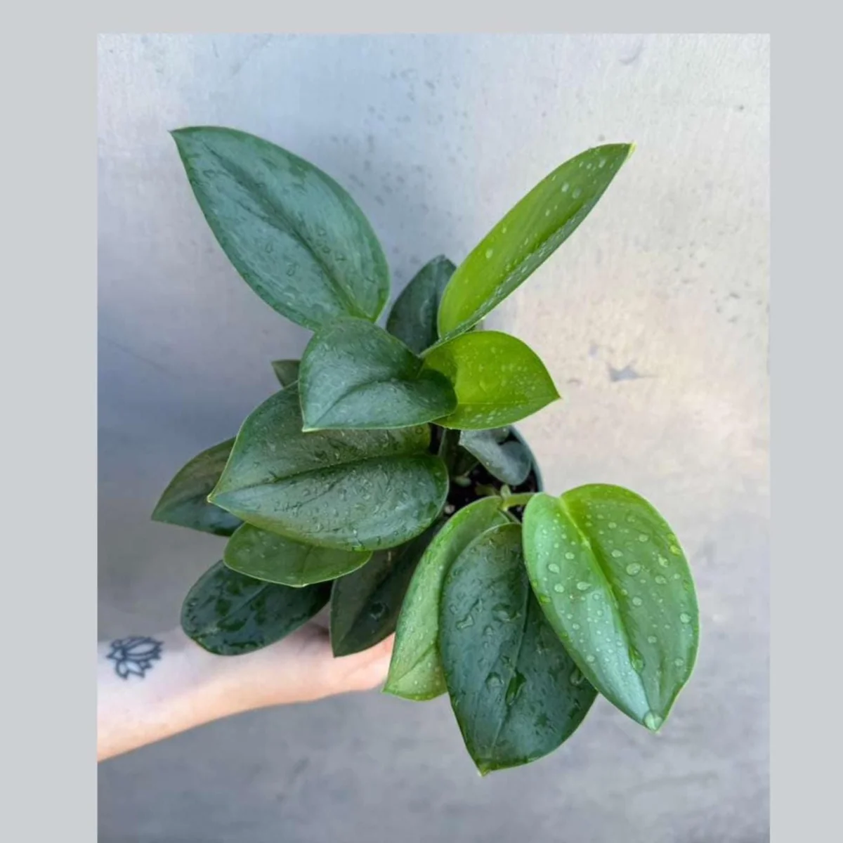 Scindapsus Treubii Moonlight Live Plant – Rare Silver-Green Houseplant – 4 inch Pot - Image 1