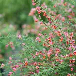 Scotch Broom Live Plant – Cytisus Shrub – 4 inch Pot – Outdoor Perennial - Image 2