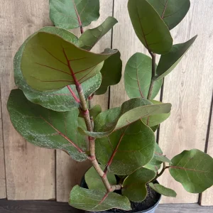 Sea Grape Live Plant, Coccoloba uvifera - 10" Pot Coastal Shrub, Salt Tolerant Outdoor - Image 1