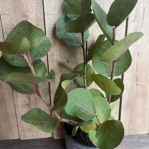 Sea Grape Live Plant, Coccoloba uvifera - 10