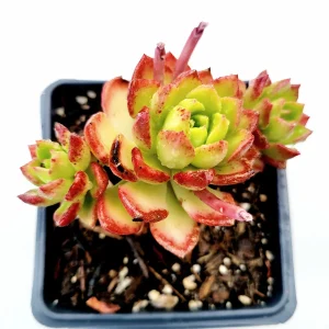 Sedeveria 'Letizia' Succulent Plant - Image 5