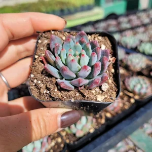 Sedeveria 'Blue Elf' Succulent Live Plant – Blue-Green & Pink – Indoor/Outdoor - Image 1