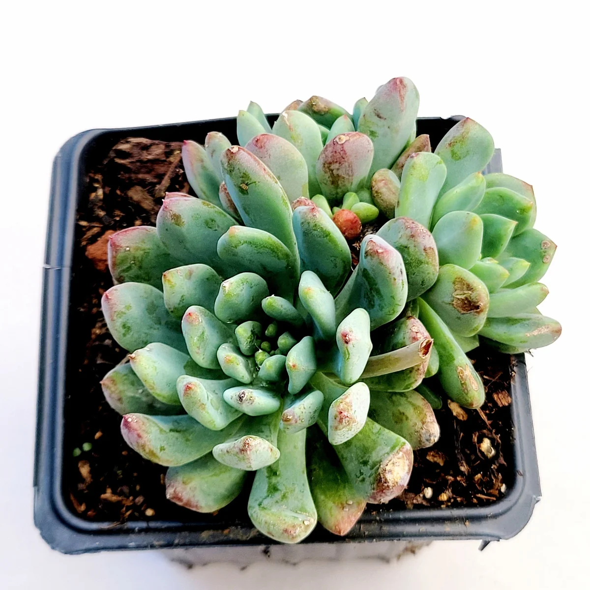 Sedeveria 'Blue Elf' Succulent Live Plant – Blue-Green & Pink – Indoor/Outdoor - Image 4