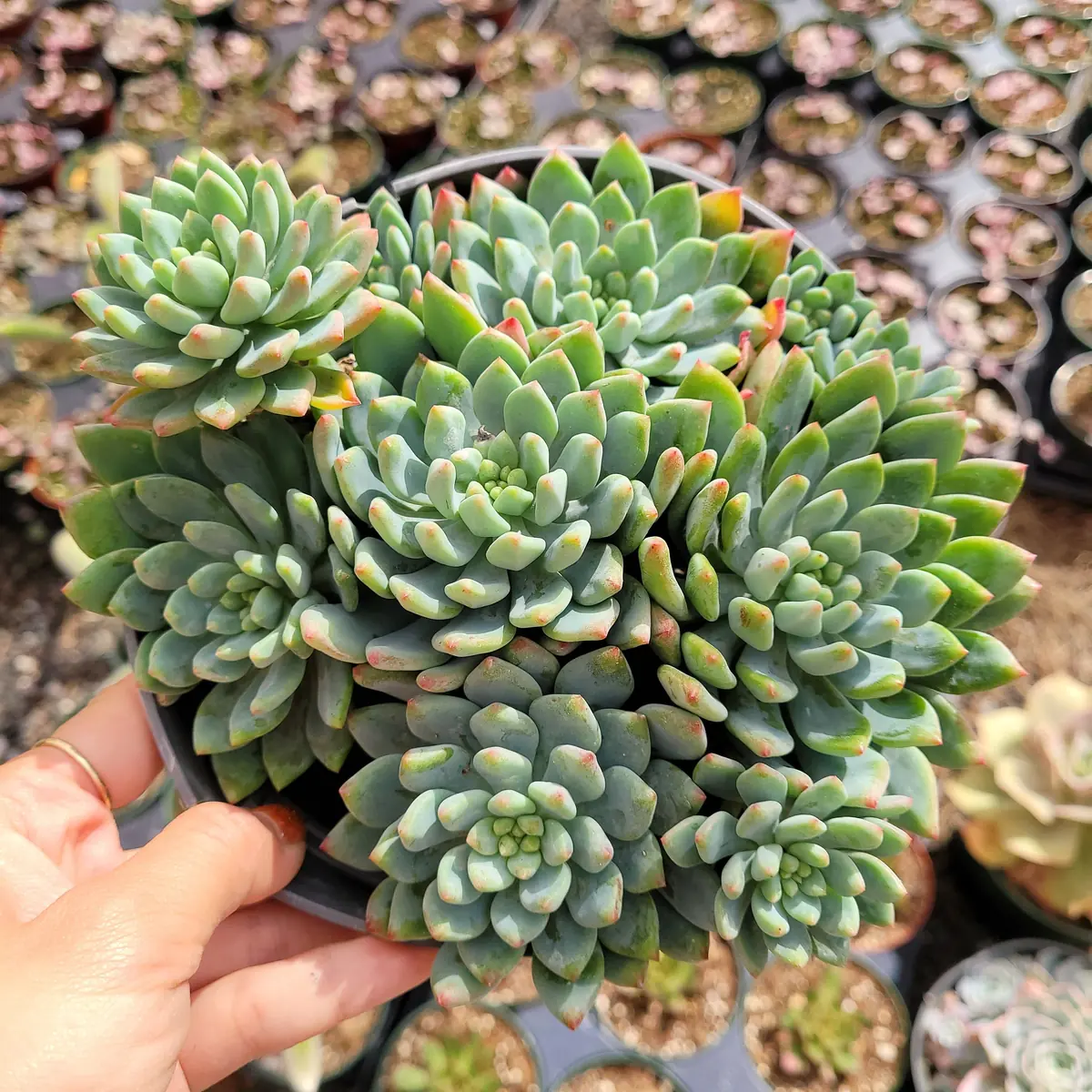 Sedeveria 'Blue Elf' Succulent Live Plant – Blue-Green & Pink – Indoor/Outdoor - Image 6