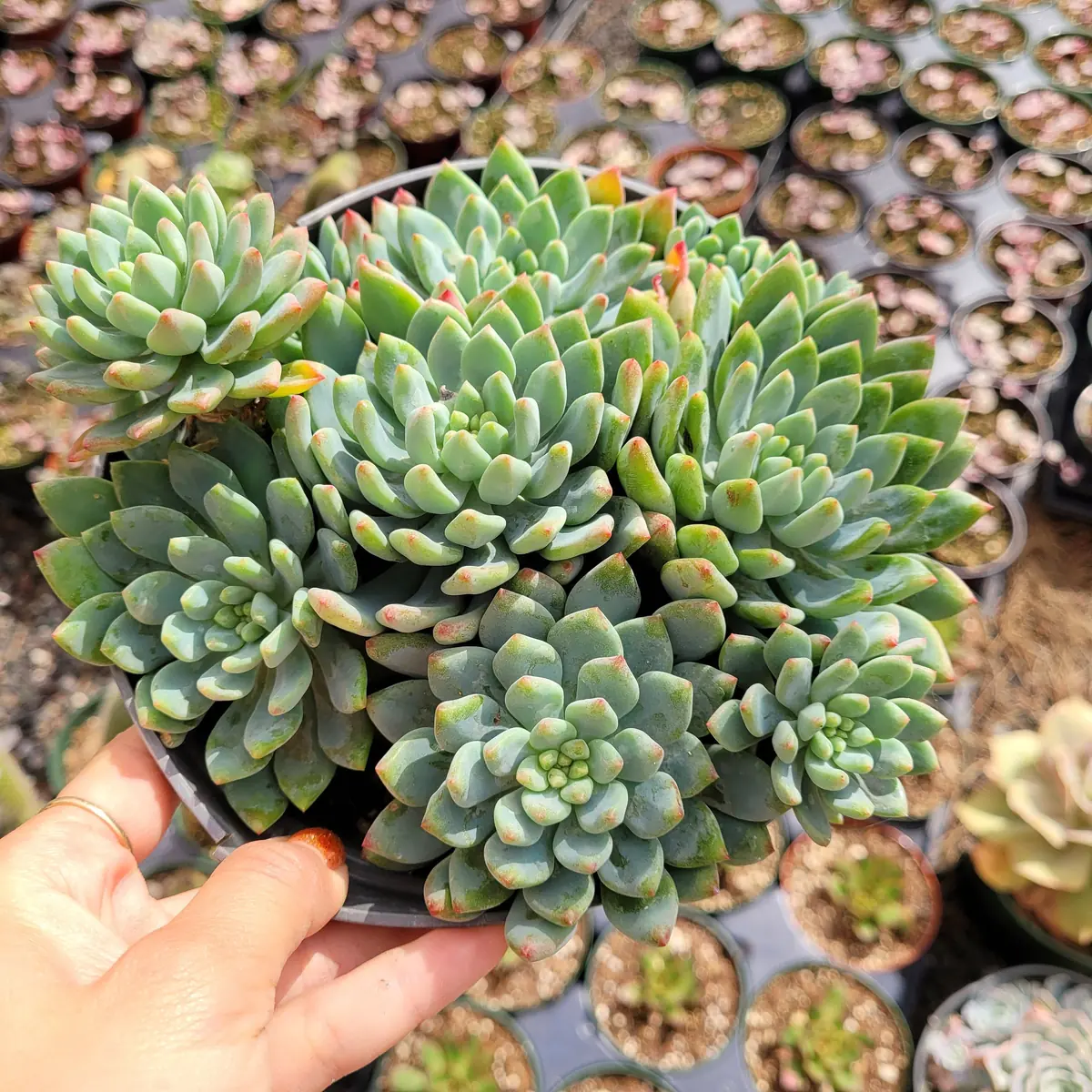 Sedeveria 'Blue Elf' Succulent Live Plant – Blue-Green & Pink – Indoor/Outdoor - Image 7