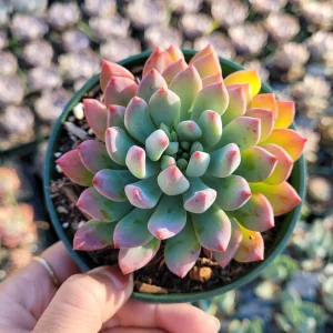 Sedeveria 'Blue Elf' Succulent Live Plant – Blue-Green & Pink – Indoor/Outdoor - Image 8