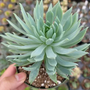 Sedeveria 'Fanfare' Succulent Live Plant - Drought Tolerant Indoor/Outdoor - Image 2