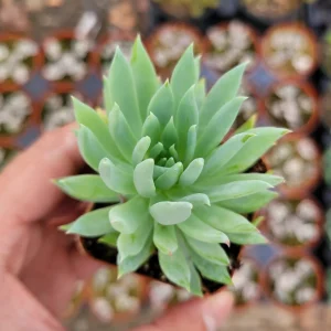Sedeveria 'Fanfare' Succulent Live Plant - Drought Tolerant Indoor/Outdoor - Image 3