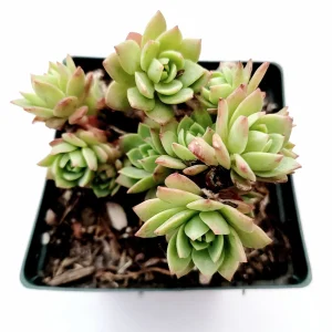 Sedeveria 'Green Rose' Succulent Live Plant - Drought Tolerant Indoor/Outdoor - Image 5