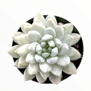 Sedeveria 'Lilac Mist' Succulent Live Plant - Potted Houseplant - Image 2