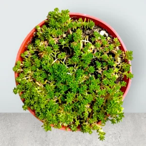 Sedum acre Succulent Plant – Live Stonecrop Groundcover – Drought Tolerant - Image 3
