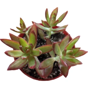 Sedum adolphii 'Firestorm' Succulent Live Plant - Red & Green Foliage - Image 6