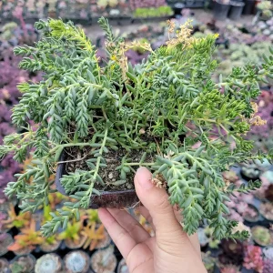 Sedum album 'Athoum' Stonecrop Live Succulent Plant - Drought Tolerant - Image 3