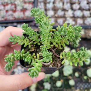 Sedum album 'Athoum' Stonecrop Live Succulent Plant - Drought Tolerant - Image 1