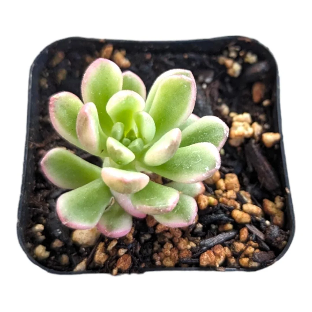 Sedum Alice Evans Live Succulent Plant - Easy Care Crassulaceae - Image 2