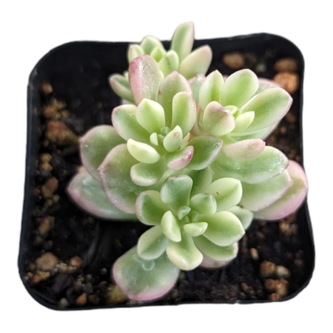 Sedum Alice Evans Live Succulent Plant - Easy Care Crassulaceae - Image 1