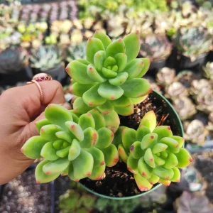 Sedum 'Alice Evans' Live Succulent Plant – Green Rosettes – 2-4 Inch Diameter - Image 2