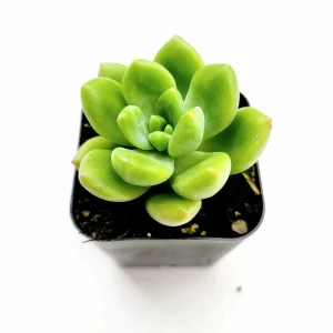 Sedum 'Alice Evans' Live Succulent Plant – Green Rosettes – 2-4 Inch Diameter - Image 3