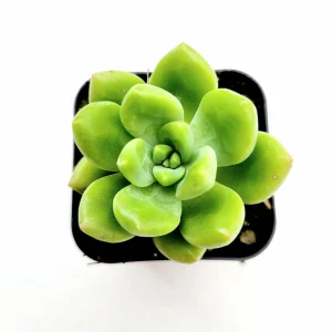 Sedum 'Alice Evans' Live Succulent Plant – Green Rosettes – 2-4 Inch Diameter - Image 4