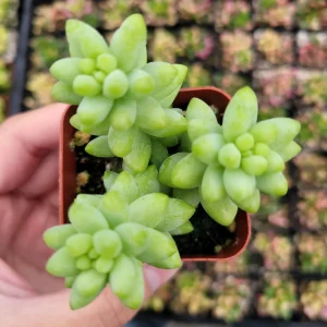 Sedum Burrito Donkey Tail Succulent Live Plant - Hanging Basket - Image 3