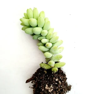 Sedum Burrito Donkey Tail Succulent Live Plant - Hanging Basket - Image 4