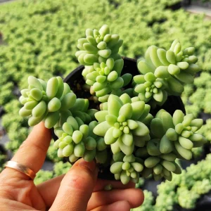 Sedum Burrito Donkey Tail Succulent Live Plant - Hanging Basket - Image 6