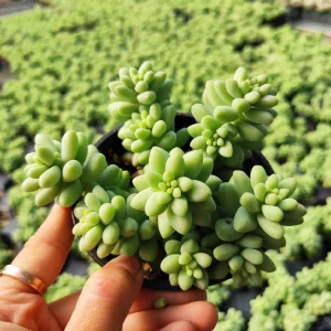 Sedum Burrito Donkey Tail Succulent Live Plant - Hanging Basket - Image 7