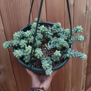 Sedum Burrito Donkey Tail Succulent Live Plant - Hanging Basket - Image 8