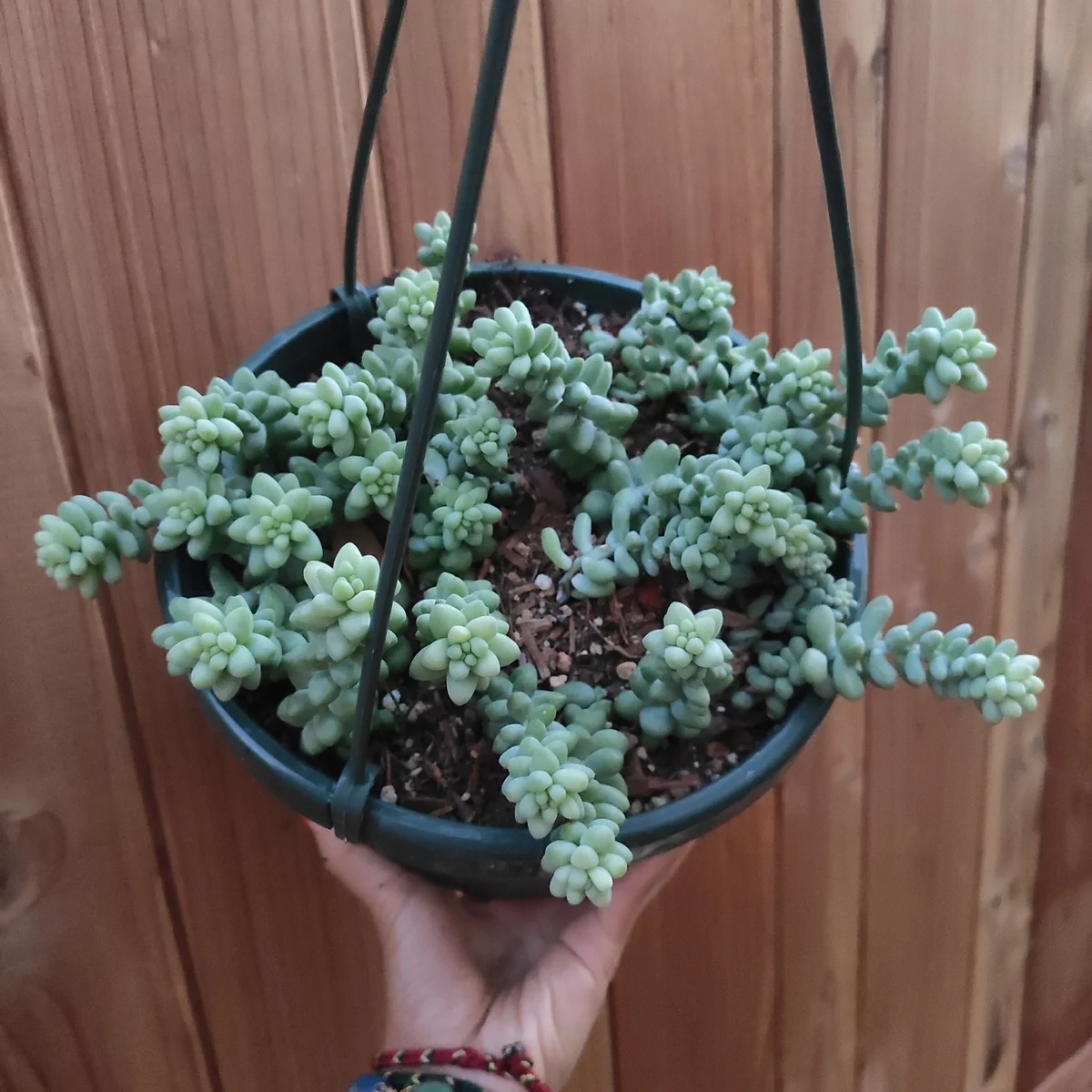 Sedum Burrito Donkey Tail Succulent Live Plant - Hanging Basket - Image 8