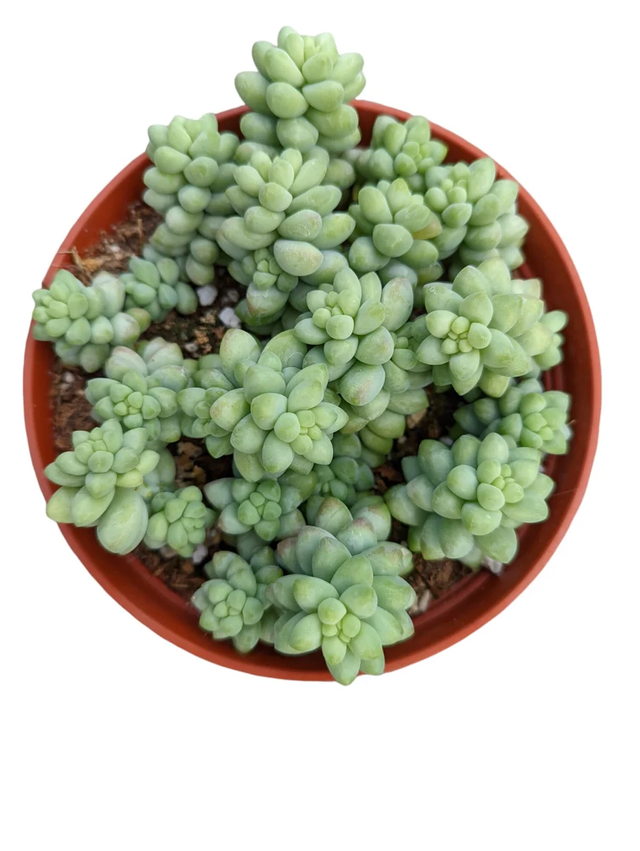 Sedum Burrito Donkey Tail Succulent Live Plant - Hanging Basket - Image 9