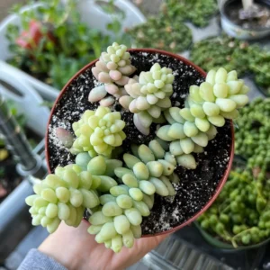 Sedum Burrito Donkey's Tail Trailing Succulent Live Plant 2" 4" Pot Indoor - Image 2