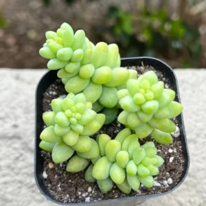Sedum Burrito Donkey's Tail Trailing Succulent Live Plant 2
