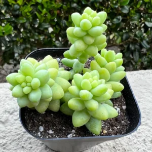 Sedum Burrito Donkey's Tail Trailing Succulent Live Plant 2