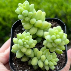 Sedum Burrito Donkey's Tail Trailing Succulent Live Plant 2