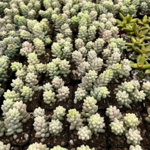 Sedum Burrito Donkey's Tail Trailing Succulent Live Plant 2