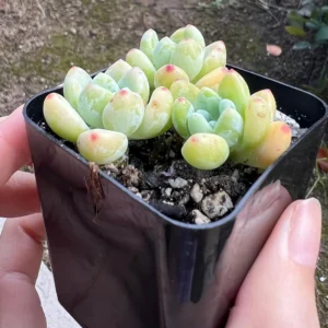 Sedum Clavatum Live Succulent Plant - 2.5'' Pot - Rock Garden & Indoor - Image 3