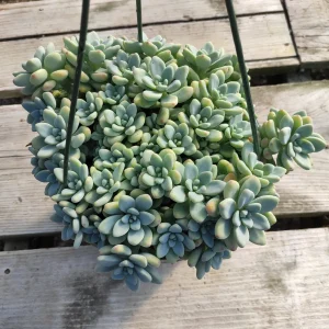 Sedum Clavatum Live Succulent Plant – Blue-Green, Easy Care, Up to 8 Inches - Image 3