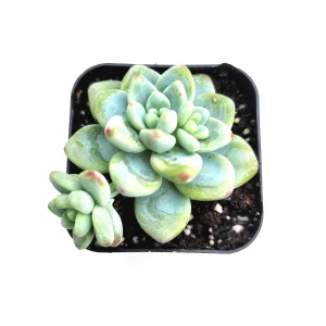 Sedum Clavatum Live Succulent Plant – Blue-Green, Easy Care, Up to 8 Inches - Image 5