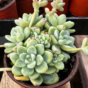 Sedum Clavatum Live Succulent Plant, Tiscalatengo Gorge, 4 inch Pot, Indoor/Outdoor - Image 2