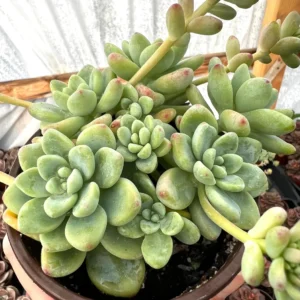 Sedum Clavatum Live Succulent Plant, Tiscalatengo Gorge, 4 inch Pot, Indoor/Outdoor - Image 3