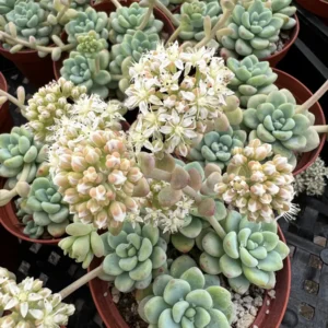 Sedum Clavatum Live Succulent Plant, Tiscalatengo Gorge, 4 inch Pot, Indoor/Outdoor - Image 5
