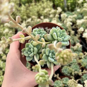 Sedum Clavatum Live Succulent Plant, Tiscalatengo Gorge, 4 inch Pot, Indoor/Outdoor - Image 7