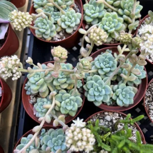 Sedum Clavatum Live Succulent Plant, Tiscalatengo Gorge, 4 inch Pot, Indoor/Outdoor - Image 8