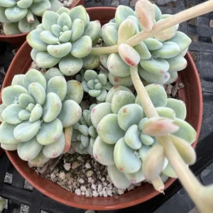 Sedum Clavatum Live Succulent Plant, Tiscalatengo Gorge, 4 inch Pot, Indoor/Outdoor - Image 9