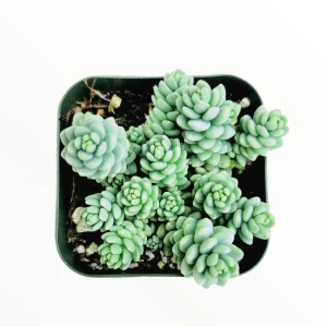 Sedum dasyphyllum 'Himalayan Skies' Live Succulent Plant - Blue-Green Foliage - Image 2