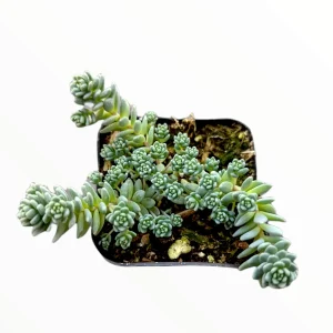 Sedum dasyphyllum 'Himalayan Skies' Live Succulent Plant - Blue-Green Foliage - Image 4