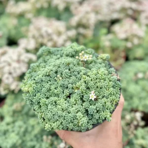 Sedum Dasyphyllum Major Live Plant - Rare Succulent - 2, 4, 6 inch Pot - Image 3