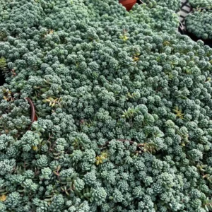 Sedum Dasyphyllum Major Live Plant - Rare Succulent - 2, 4, 6 inch Pot - Image 5