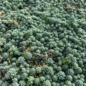 Sedum Dasyphyllum Major Live Plant - Rare Succulent - 2, 4, 6 inch Pot - Image 6